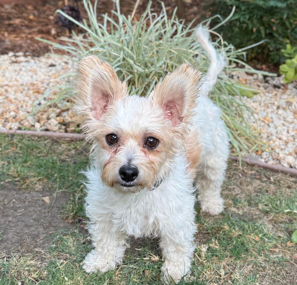 Enlarge Lemonade, a Adopted mixed breed in Palo Alto, CA image 1/2