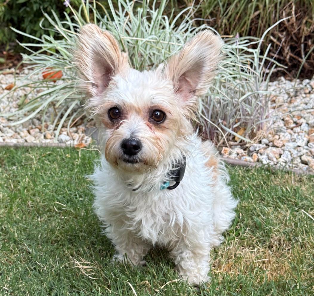 Enlarge Lemonade, a Adopted mixed breed in Palo Alto, CA image 2/2