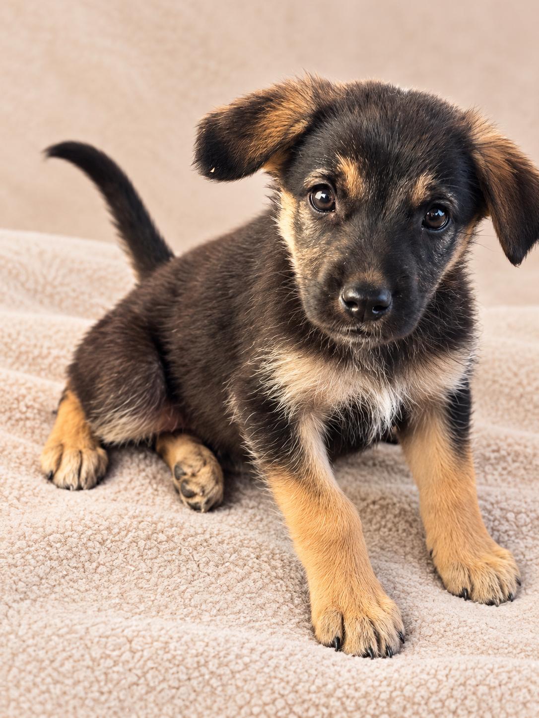 Enlarge Hope, a Adoptable mixed breed in Van Nuys, CA image 3/5