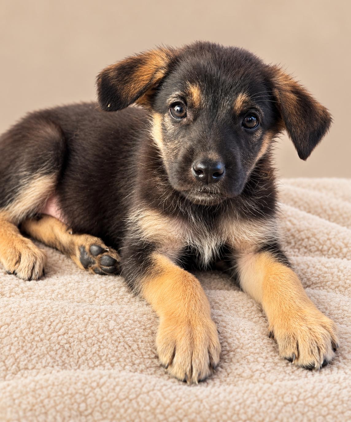 Enlarge Hope, a Adoptable mixed breed in Van Nuys, CA image 4/5