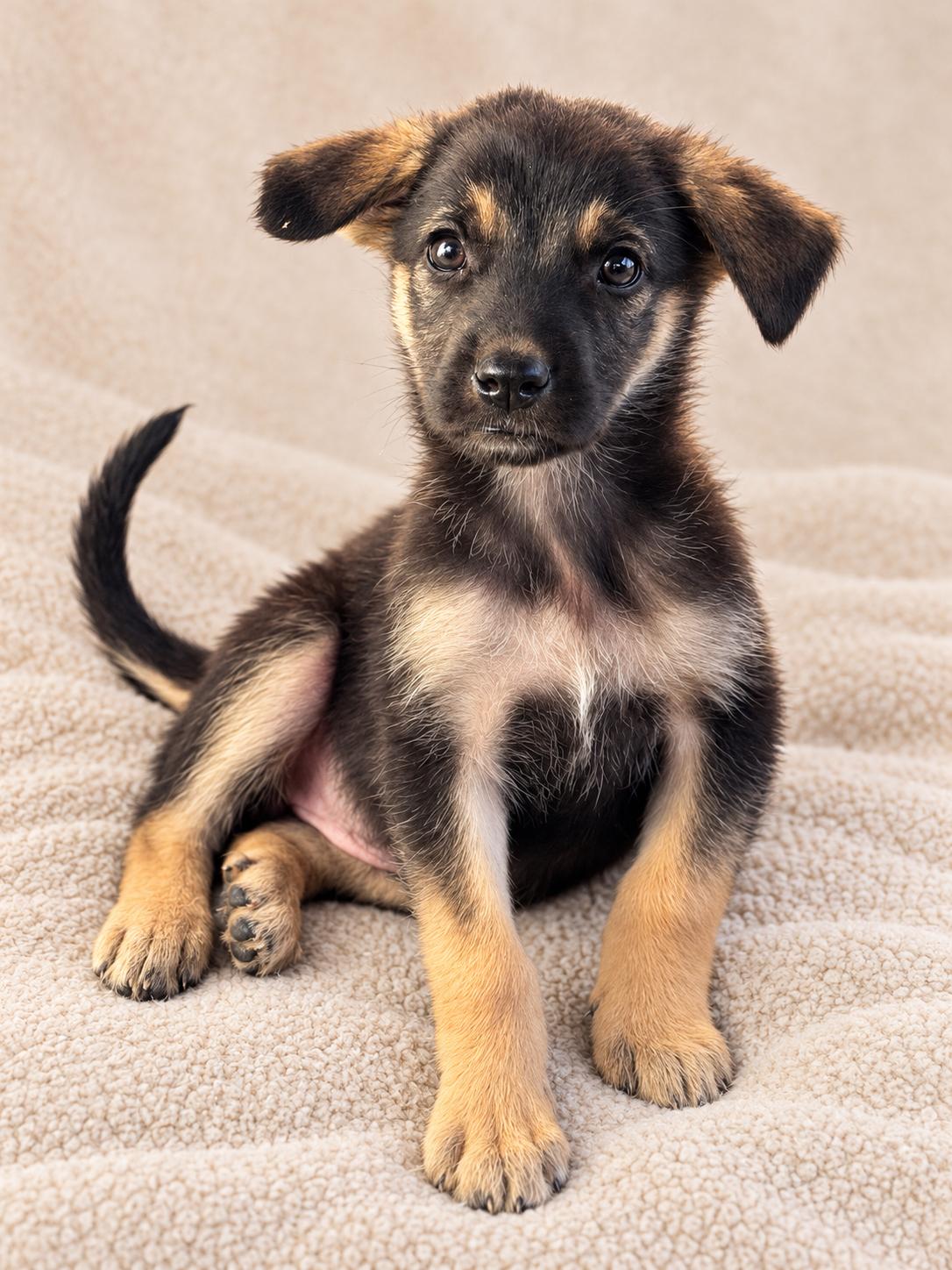 Hope, Adoptable, Puppy Female German Shepherd Dog.