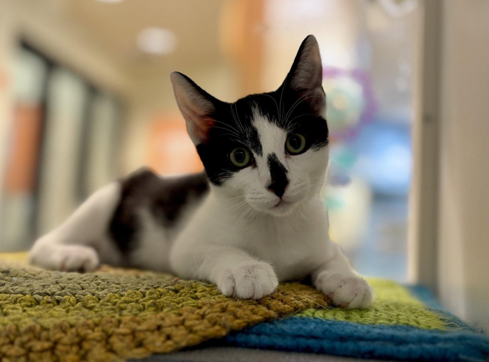 Lemur (bonded with Panda), Adopted, Kitten Male Domestic Short Hair.