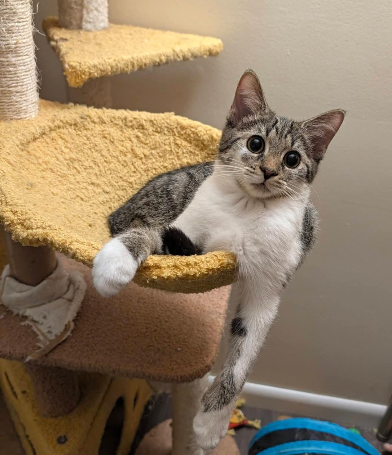 Enlarge Oatmeal Creme Pie, a Adoptable American Shorthair in Carnegie, PA image 3/6