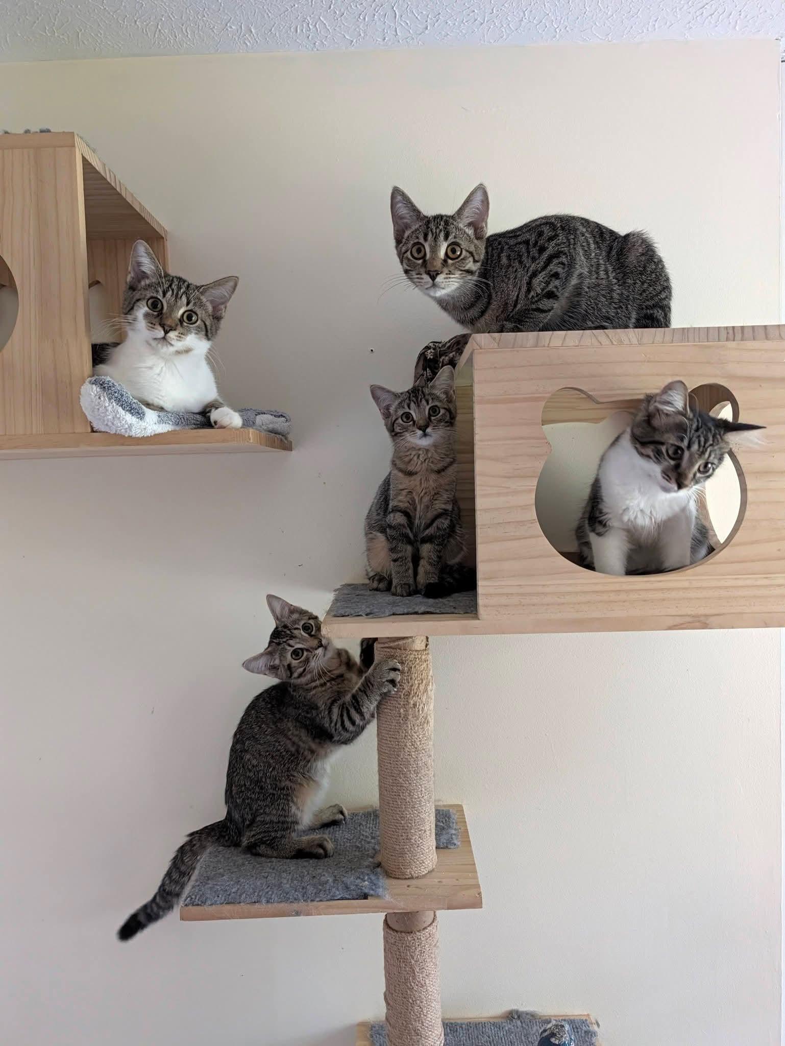 Enlarge Oatmeal Creme Pie, a Adoptable American Shorthair in Carnegie, PA image 4/6
