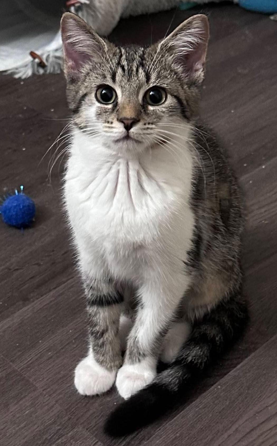 Oatmeal Creme Pie, Adoptable, Kitten Female American Shorthair.