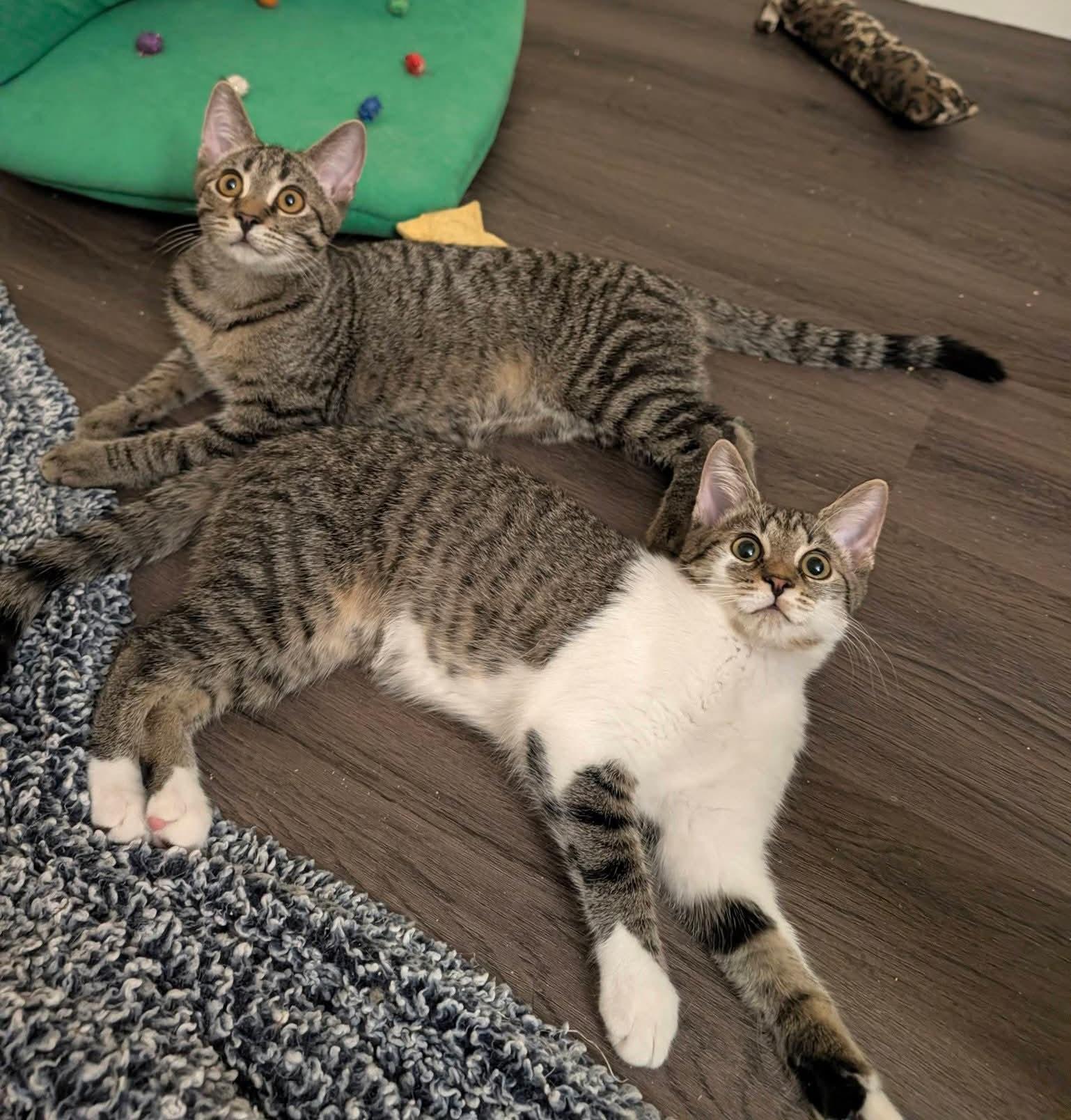 Enlarge Oatmeal Creme Pie, a Adoptable American Shorthair in Carnegie, PA image 6/6