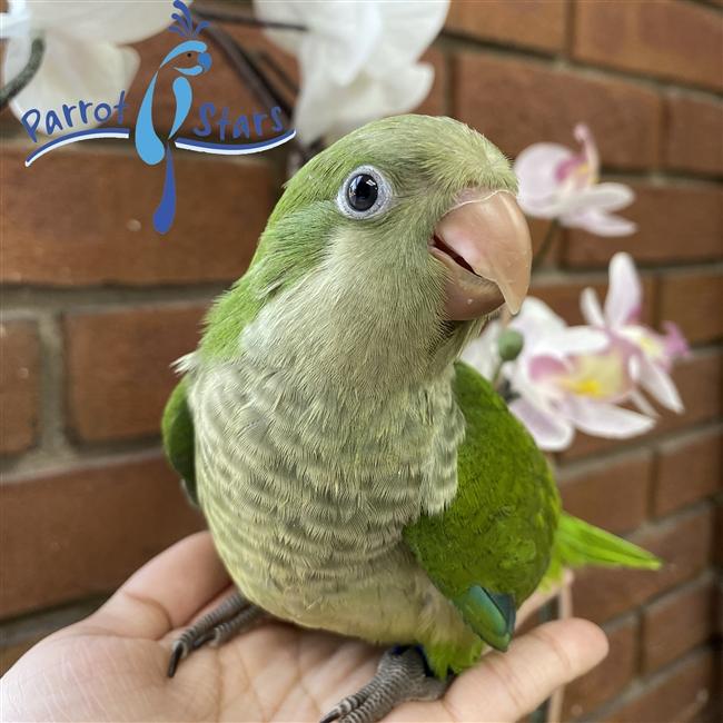 Jeeves the Sweet Quaker, a ADOPTABLE Quaker Parakeet in Vancouver, WA image 1/2