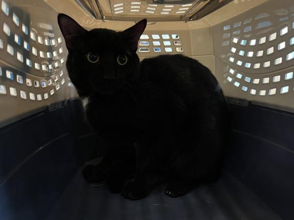 Muffler — thumbnail 2