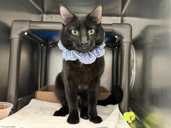 Muffler — thumbnail 3