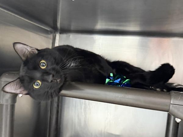 Muffler — thumbnail 4