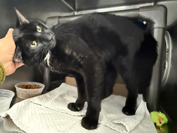 Muffler — thumbnail 5