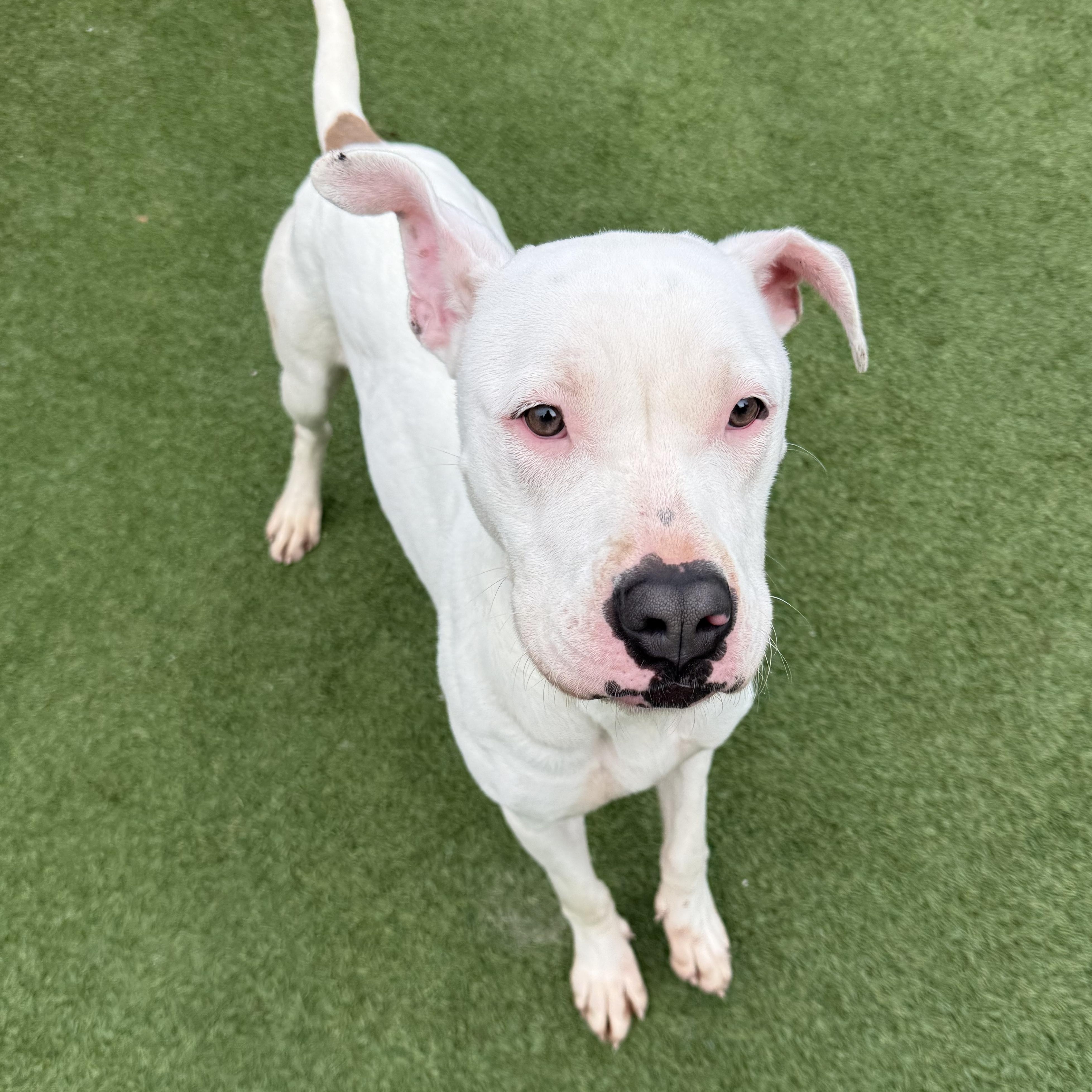 Pearl, a Adoptable mixed breed in Groton, CT image 4/6