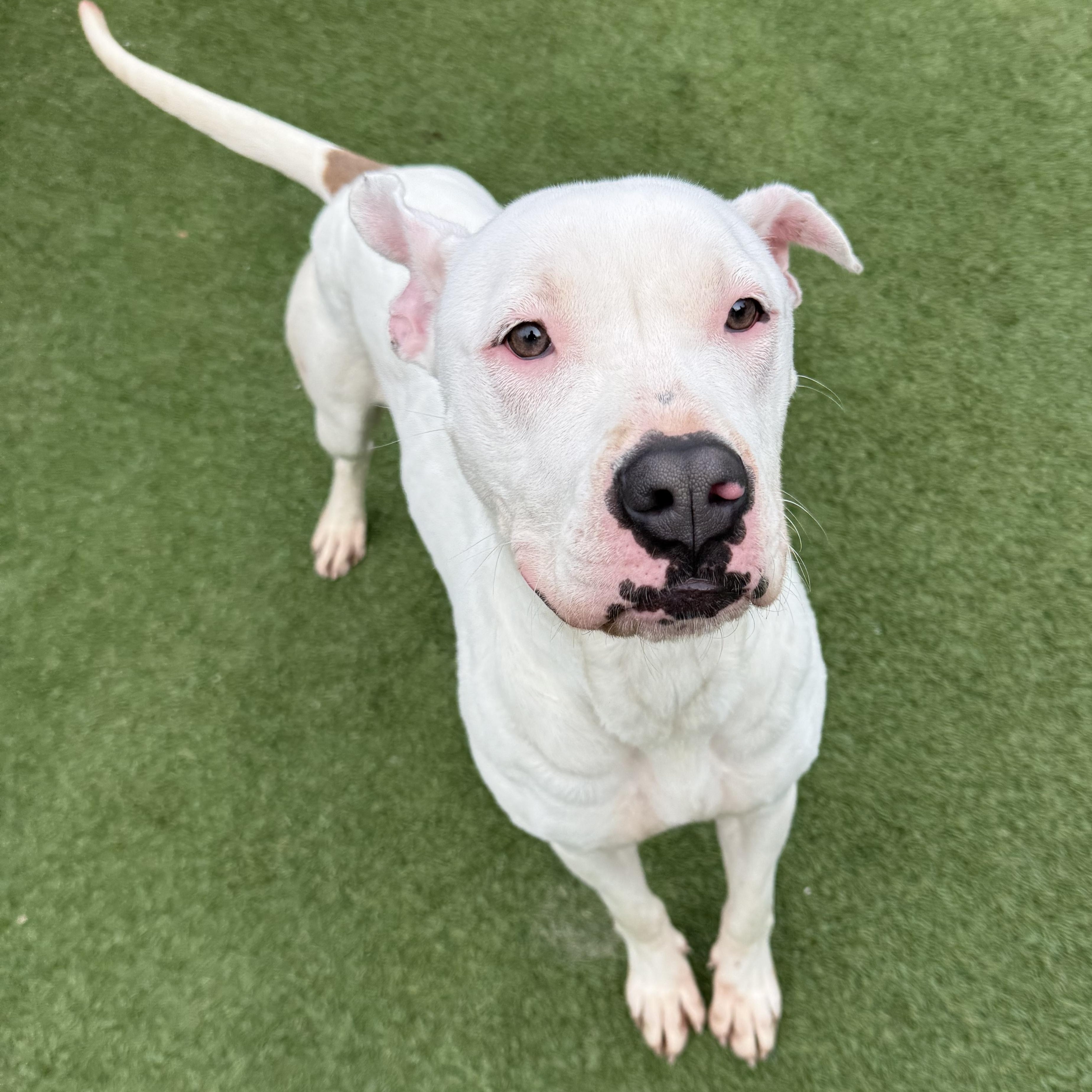 Pearl, a Adoptable mixed breed in Groton, CT image 6/6