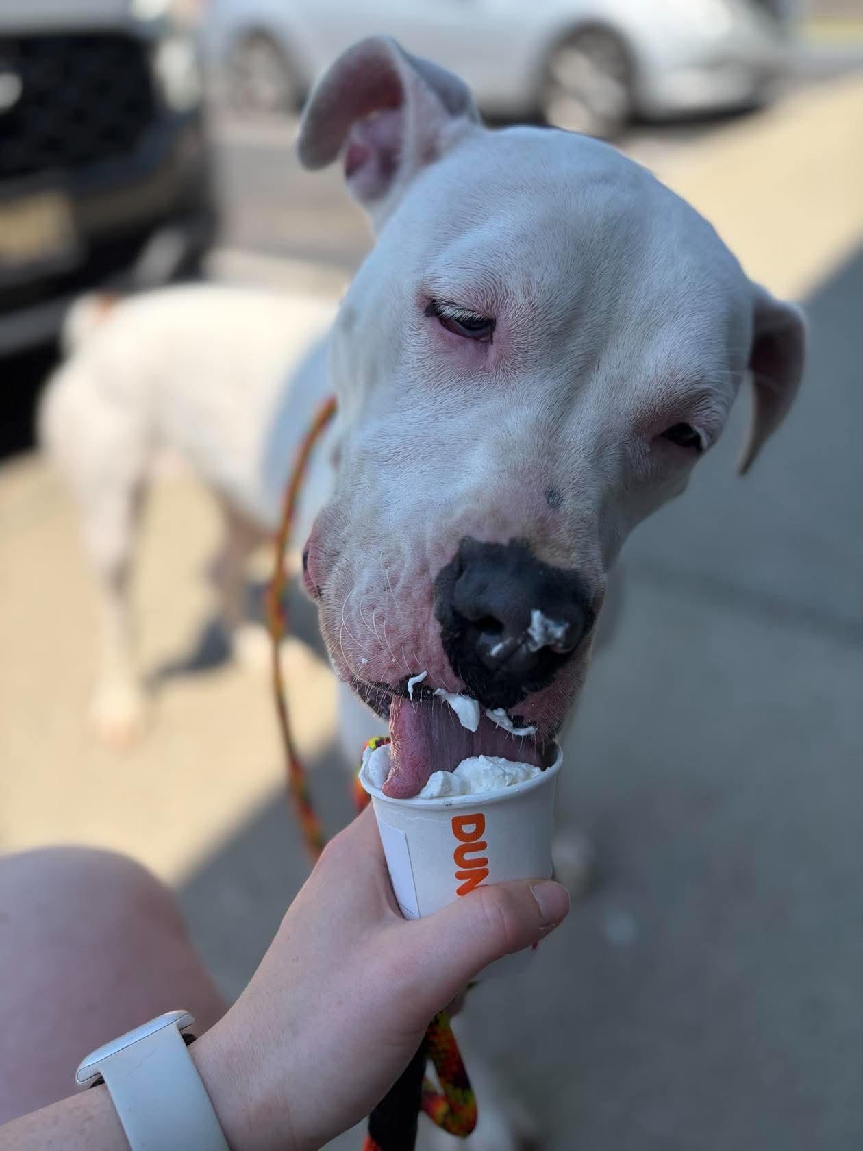 Enlarge Pearl, a Adoptable mixed breed in Groton, CT image 5/6