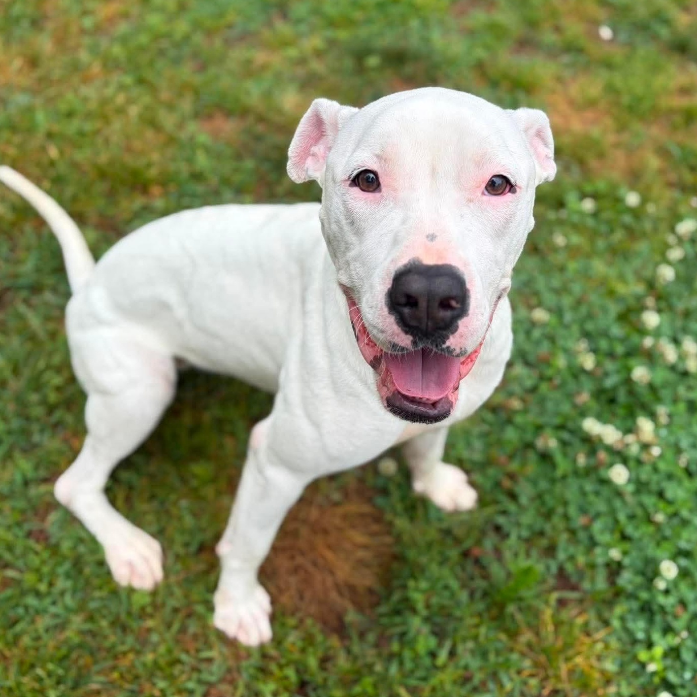 Pearl, Adoptable, Adult Female Dogo Argentino & American Staffordshire Terrier.