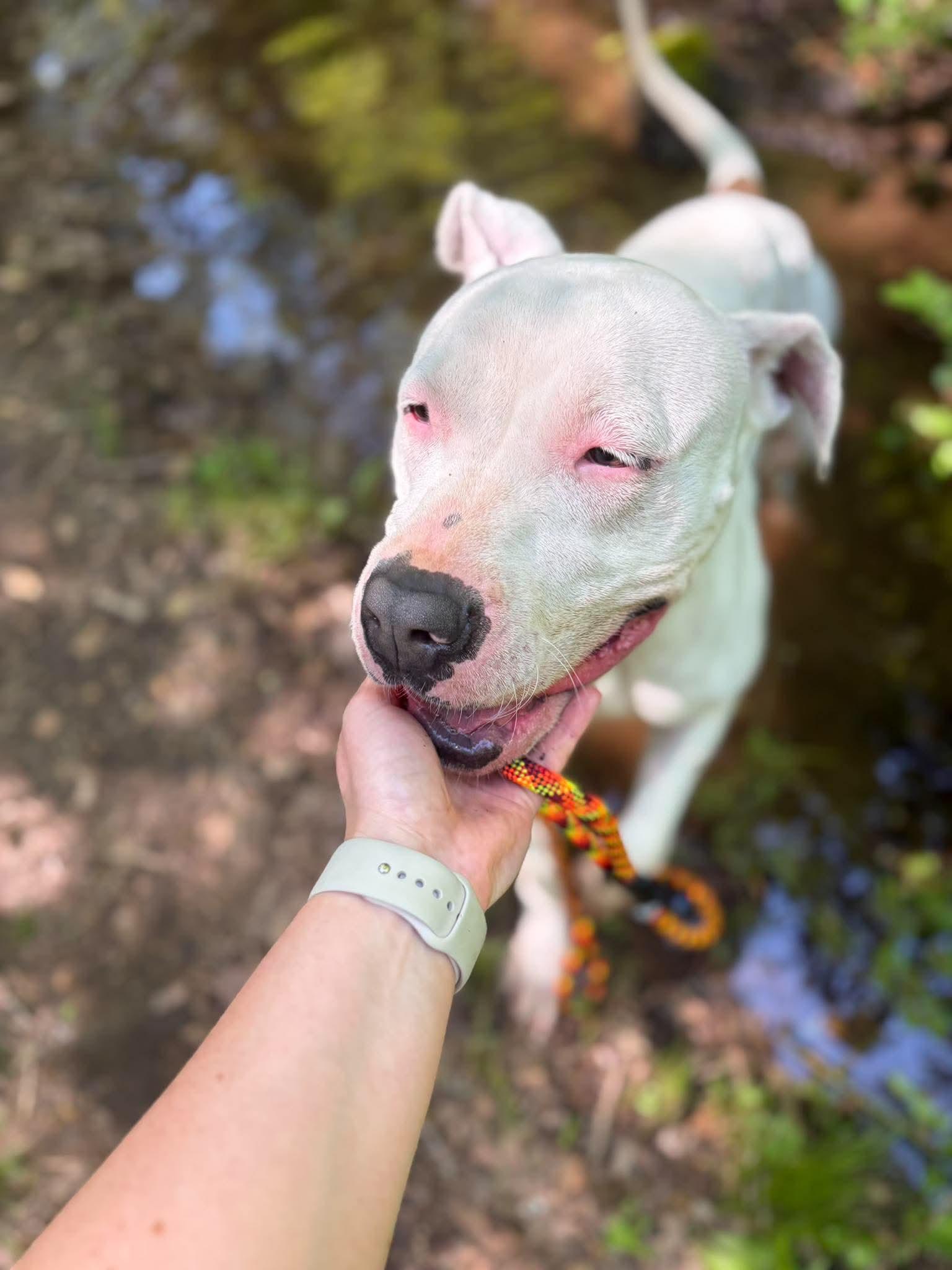 Enlarge Pearl, a Adoptable mixed breed in Groton, CT image 4/6