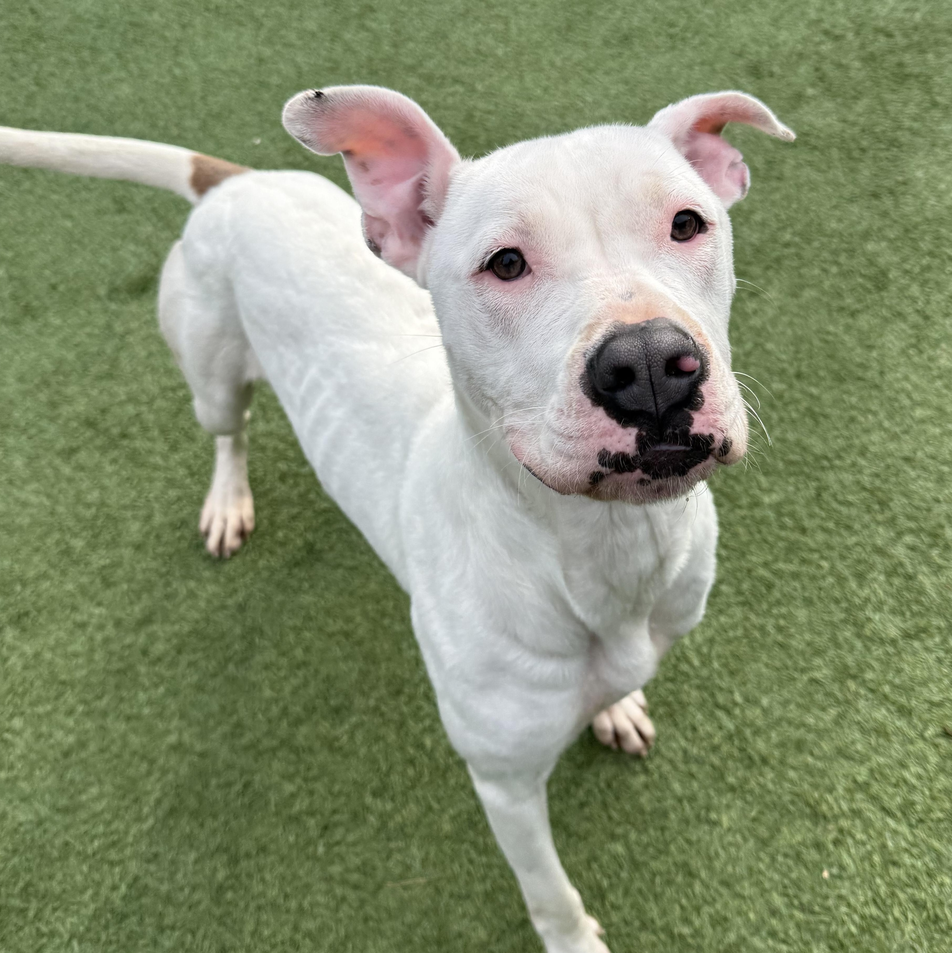 Pearl, a Adoptable mixed breed in Groton, CT image 3/6