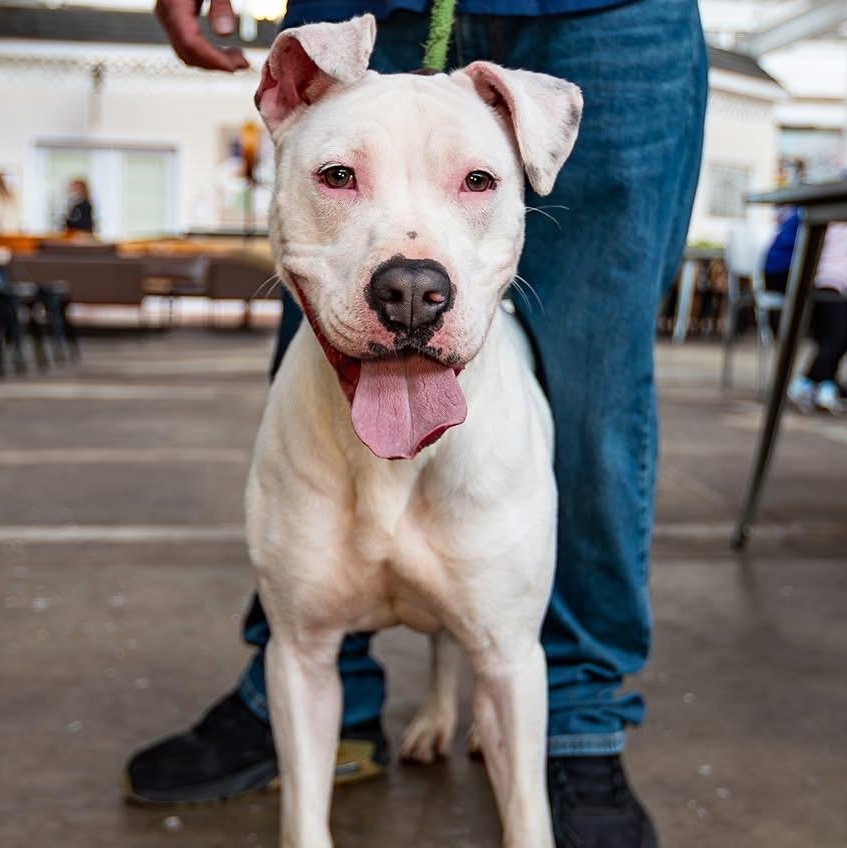 Enlarge Pearl, a Adoptable mixed breed in Groton, CT image 1/6