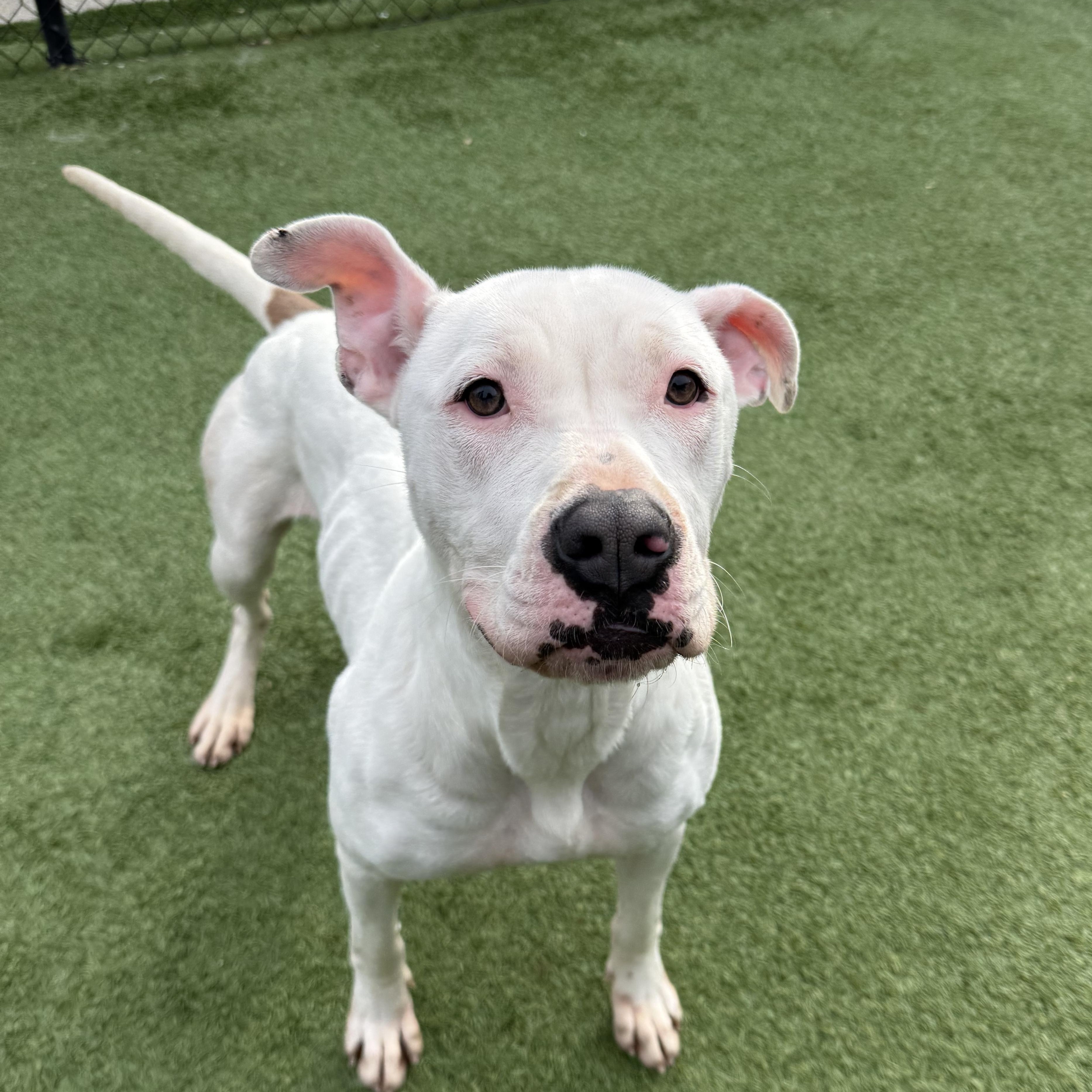 Pearl, a Adoptable mixed breed in Groton, CT image 1/6