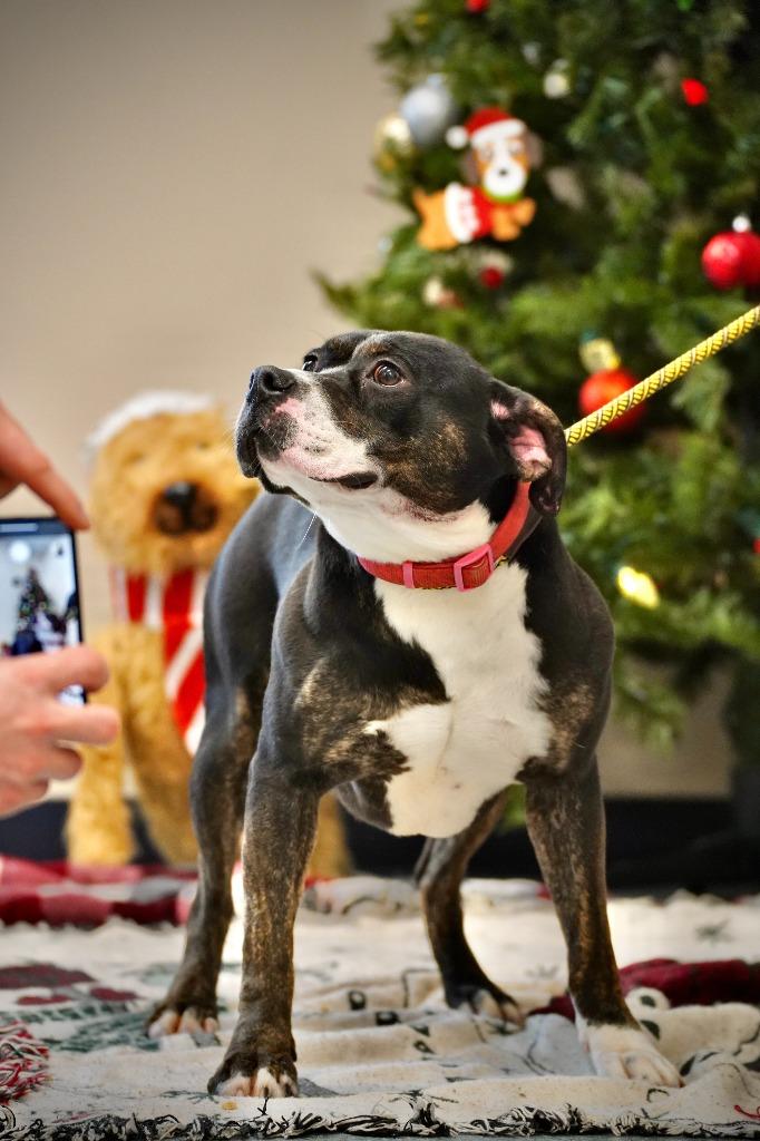 Penny, a Adoptable Pit Bull Terrier in Portland, IN image 1/6