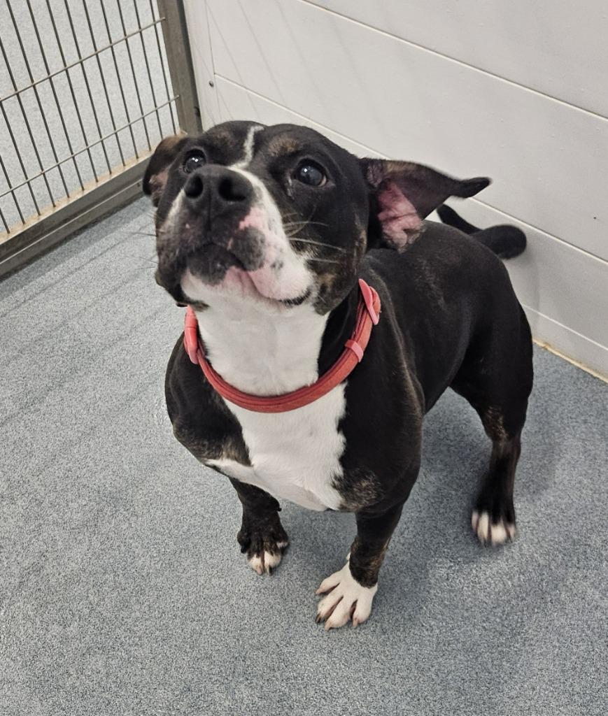 Penny, a Adoptable Pit Bull Terrier in Portland, IN image 3/6