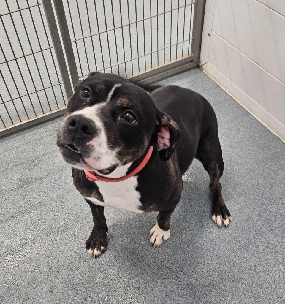 Penny, a Adoptable Pit Bull Terrier in Portland, IN image 2/6