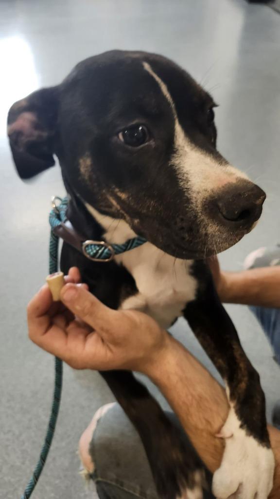 Penny, a Adoptable Pit Bull Terrier in Portland, IN image 3/6