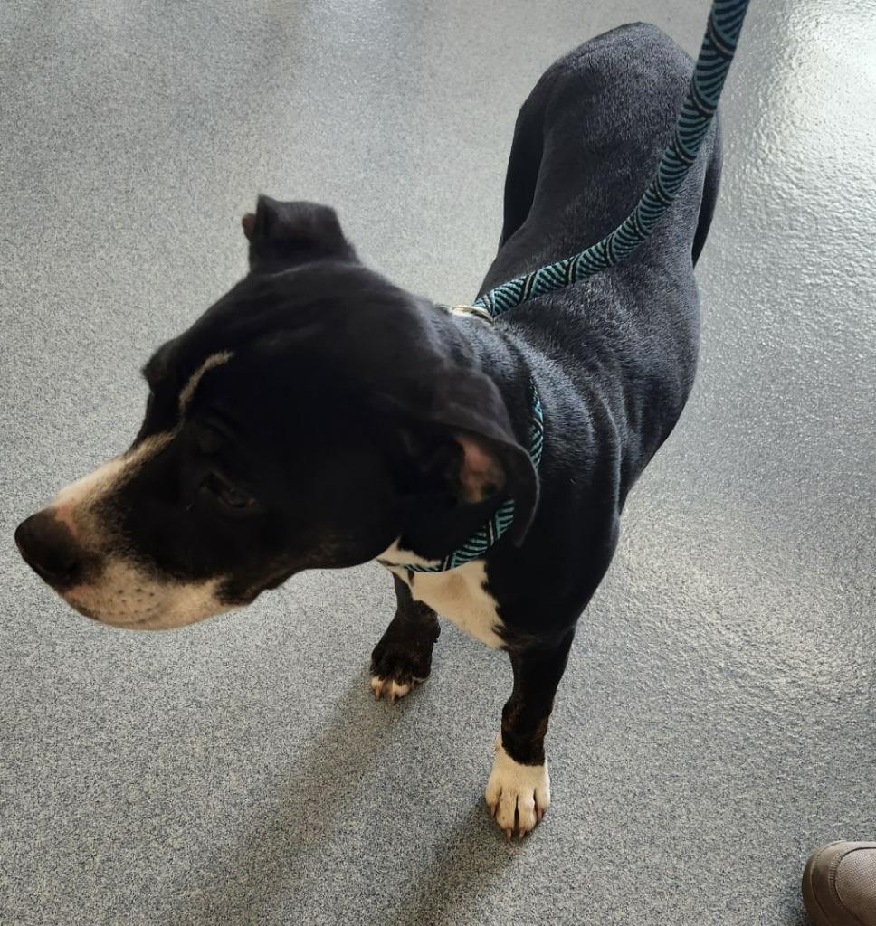 Penny, a Adoptable Pit Bull Terrier in Portland, IN image 3/6