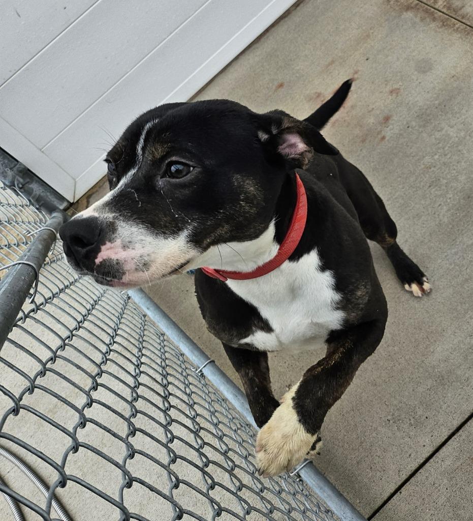 Penny, a Adoptable Pit Bull Terrier in Portland, IN image 4/6
