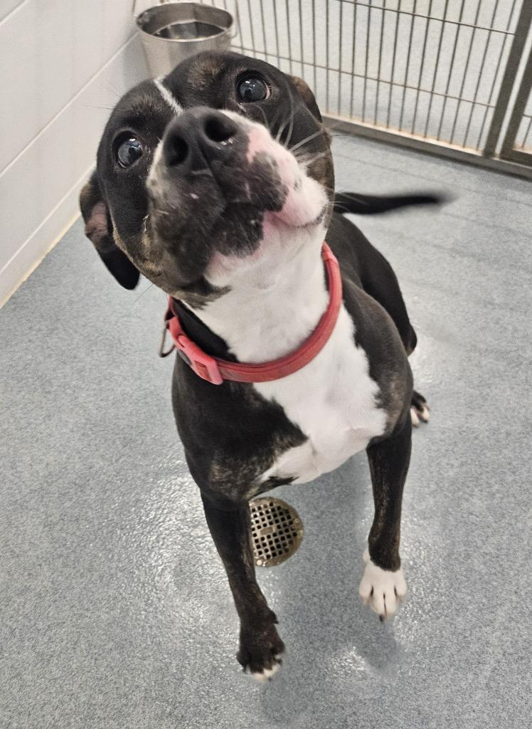 Penny, a Adoptable Pit Bull Terrier in Portland, IN image 6/6
