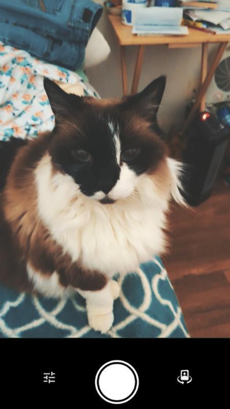 Jasmine, Adoptable, Senior Female Snowshoe.