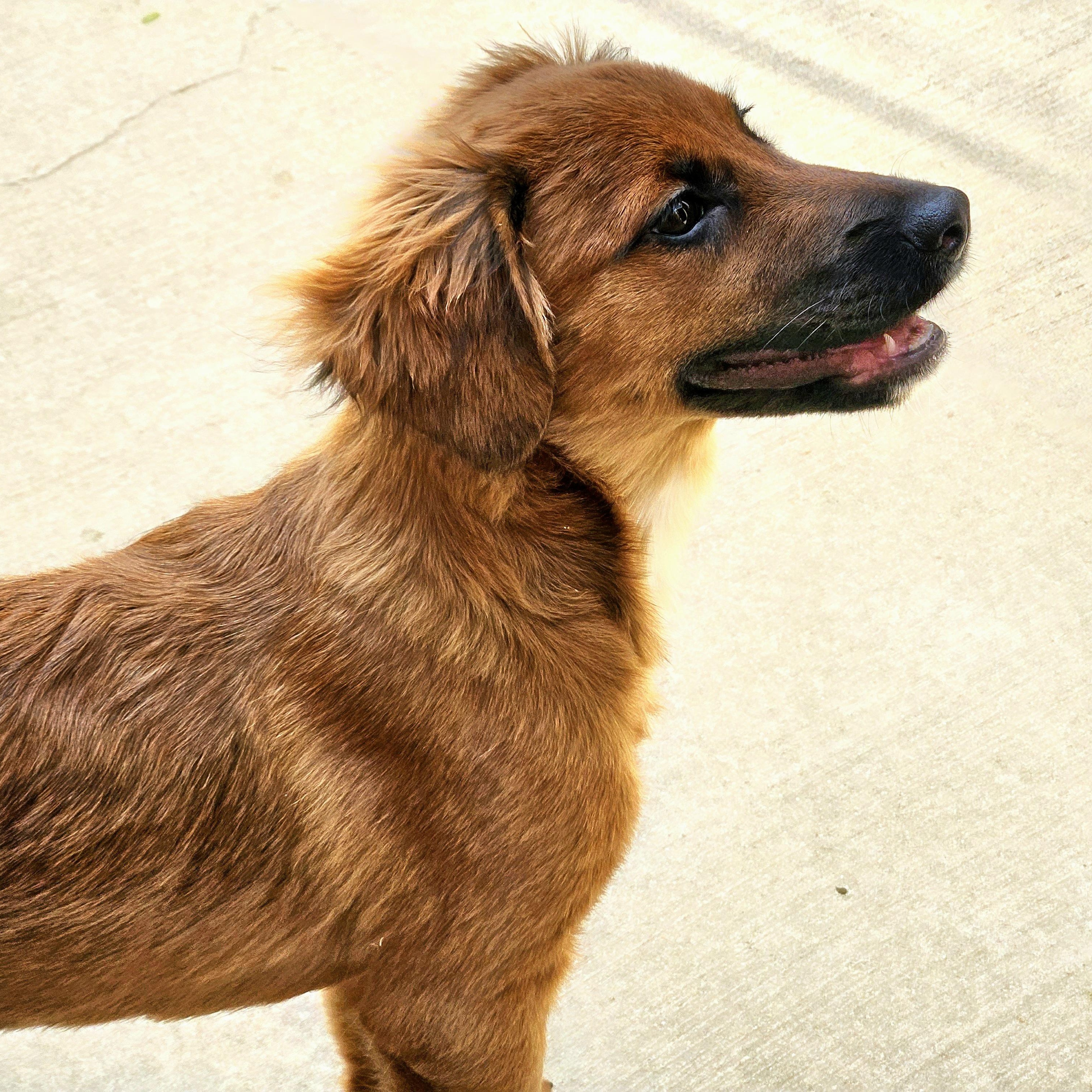 Kimchi, a Adoptable mixed breed in Chicago, IL image 2/6