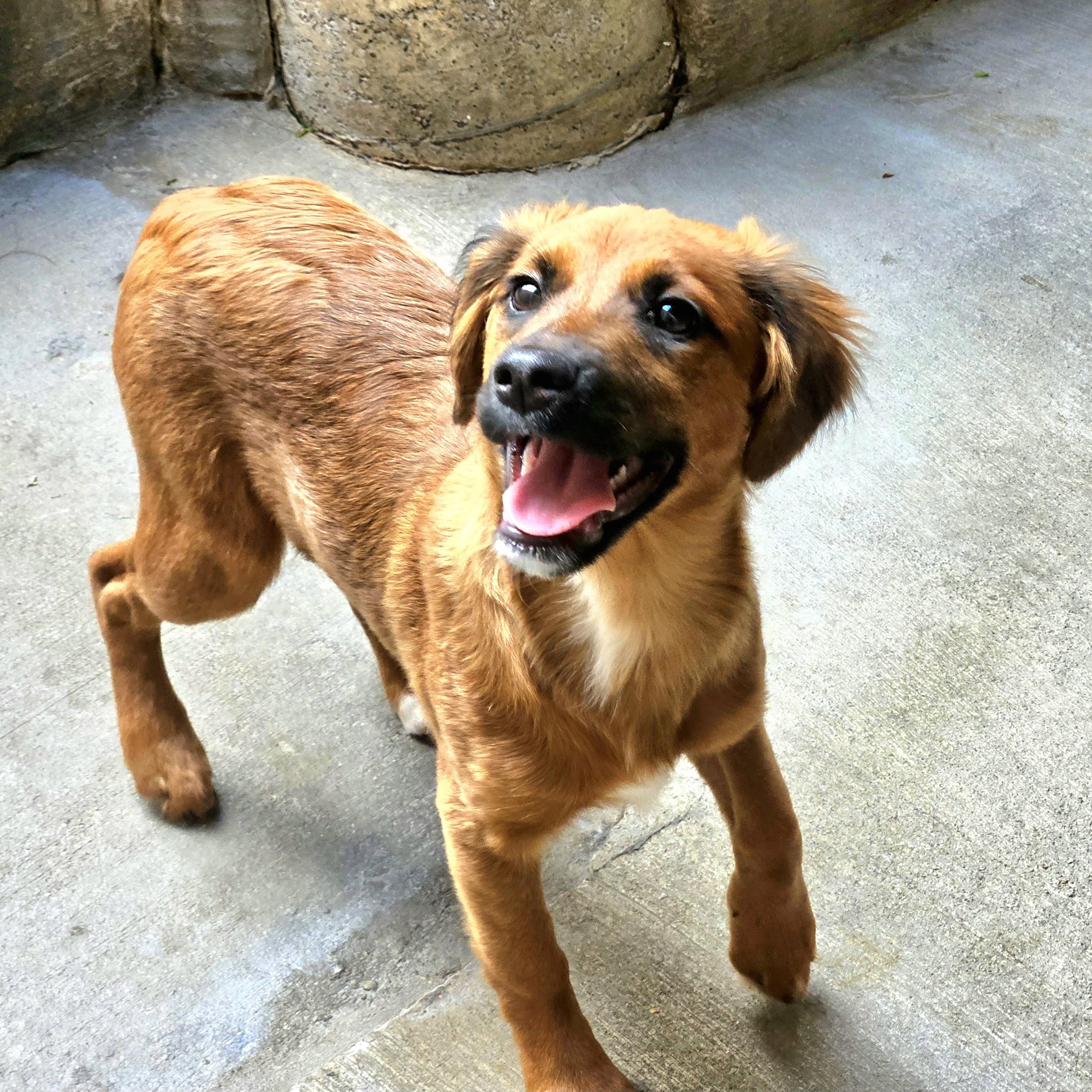 Kimchi, a Adoptable mixed breed in Chicago, IL image 4/6