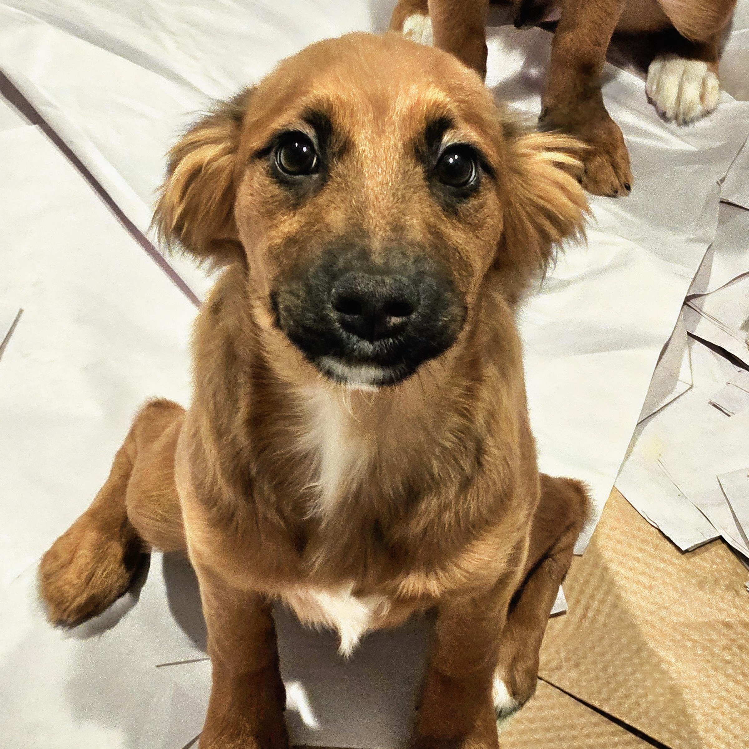 Kimchi, a Adoptable mixed breed in Chicago, IL image 3/6