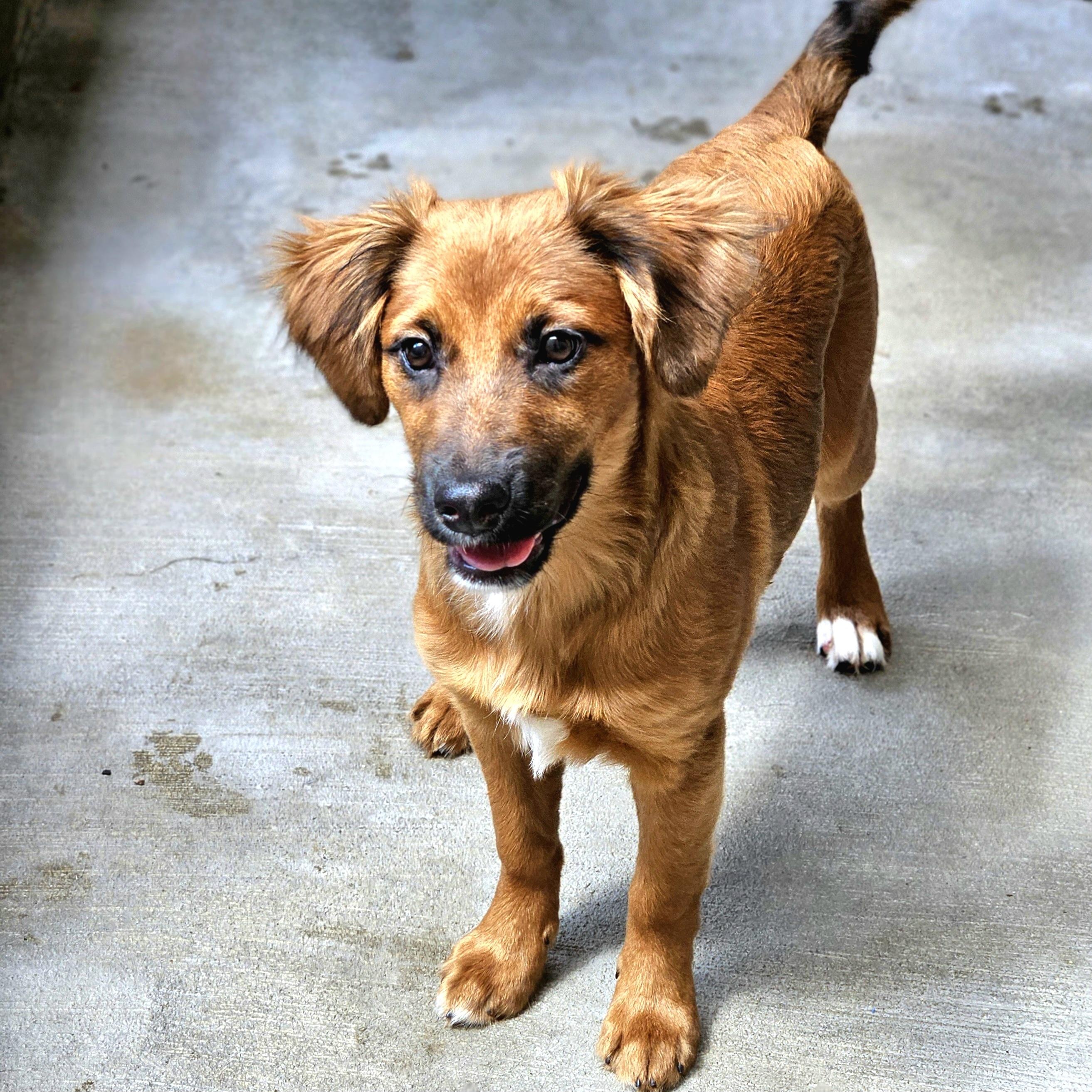 Kimchi, a Adoptable mixed breed in Chicago, IL image 5/6