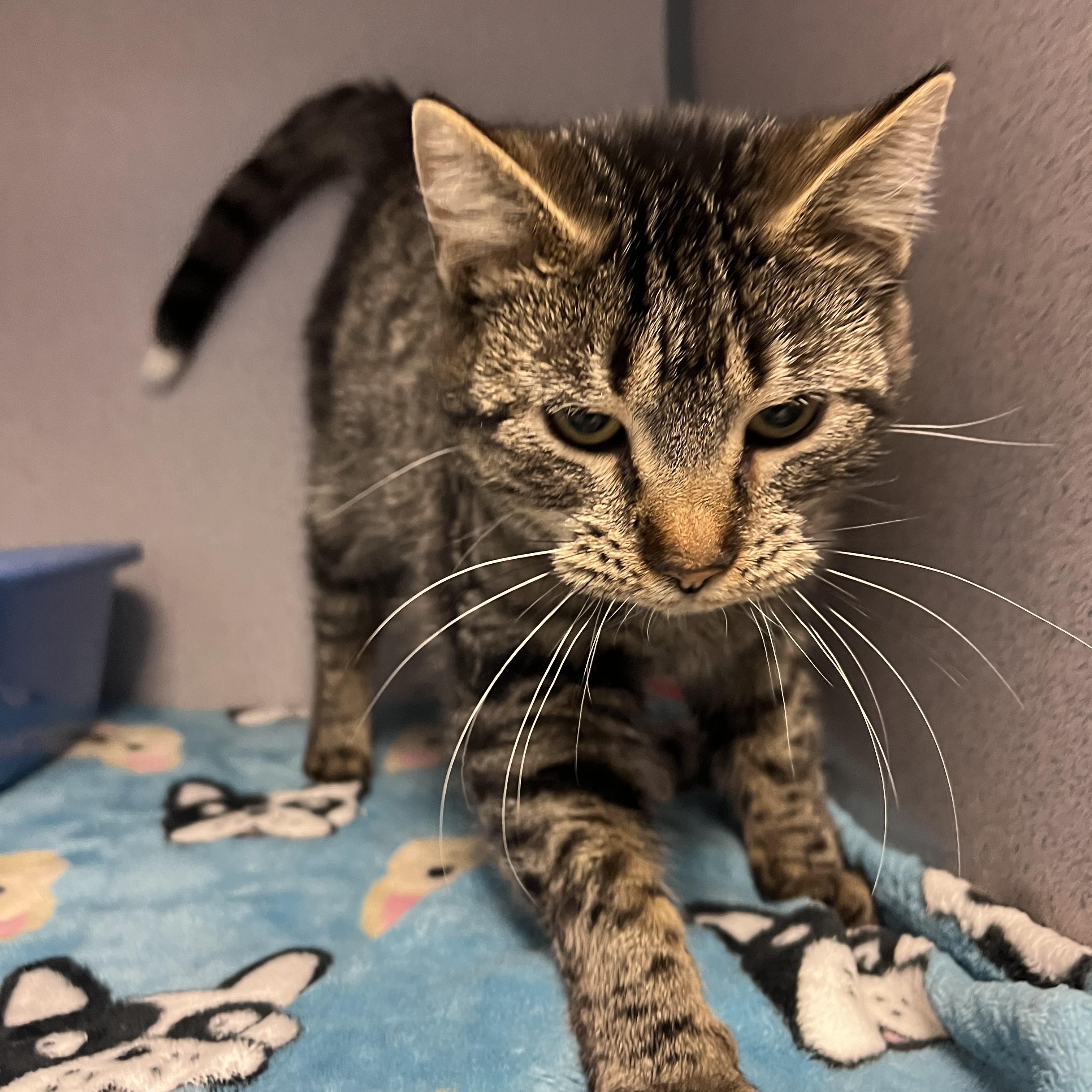 Gabby — thumbnail 3