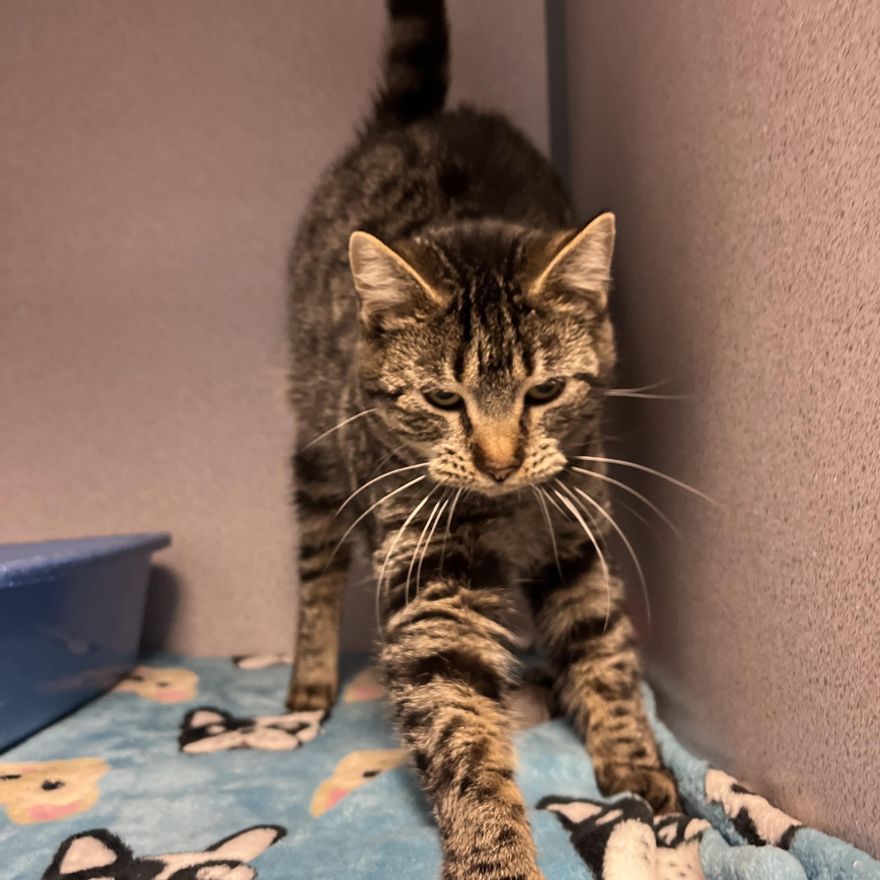 Gabby — thumbnail 4