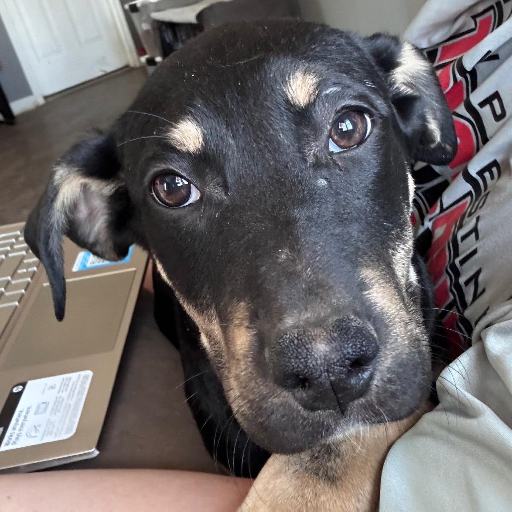 Enlarge Eric - orange, a Adoptable German Shepherd Dog in Greenfield, IN image 1/1