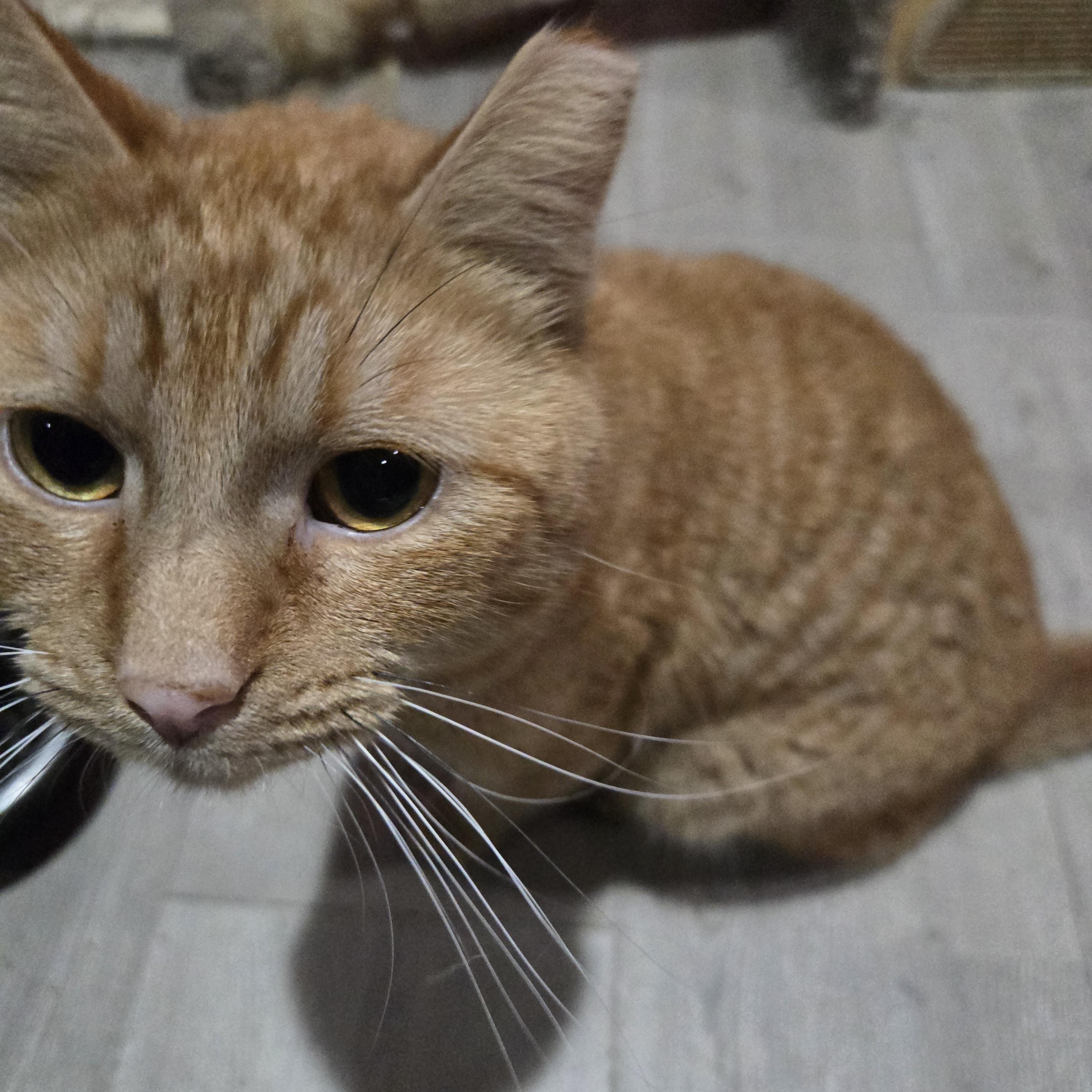Enlarge Creamsicle, a ADOPTABLE American Shorthair in Toledo, OH image 2/2