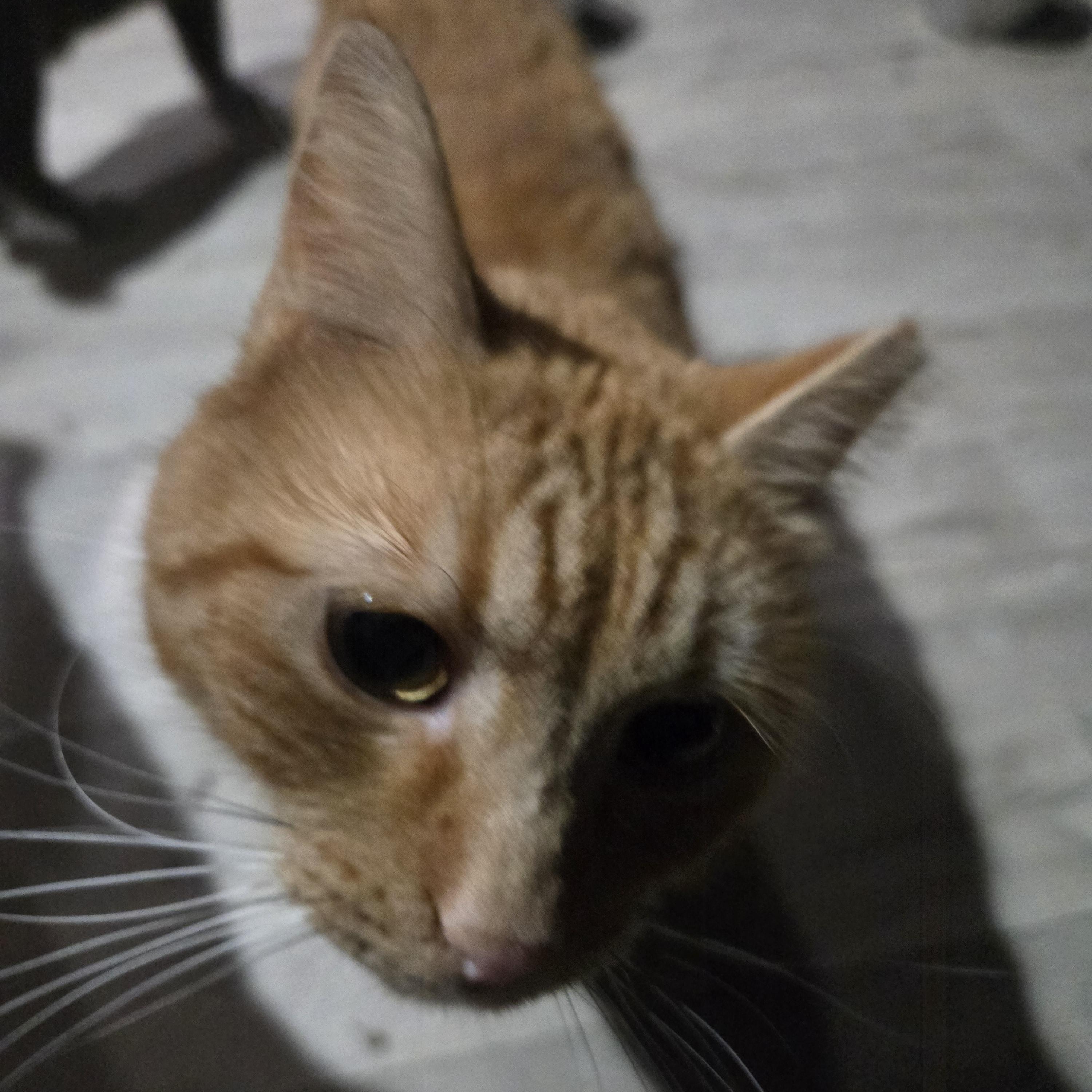 Creamsicle, ADOPTABLE, Senior Male American Shorthair.