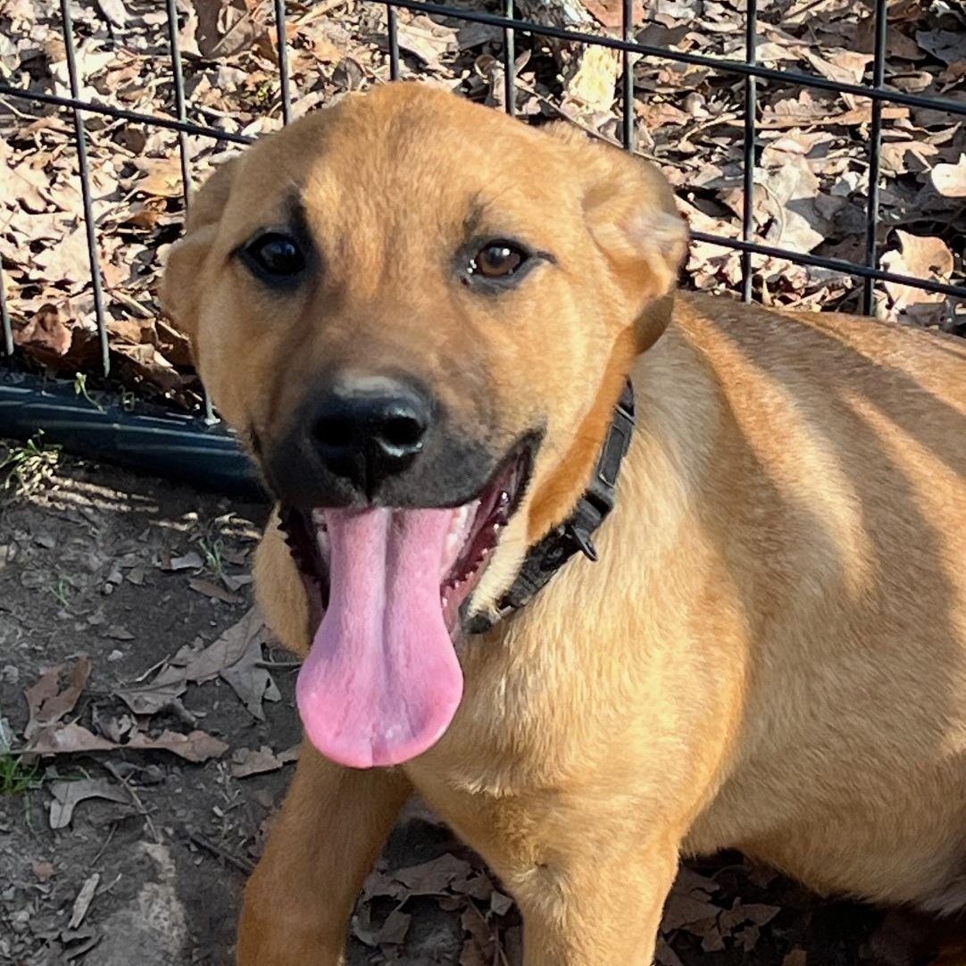 Dreft, ADOPTABLE, Puppy Male Coonhound.