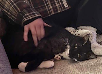 Qtip, Adoptable, Adult Male Domestic Short Hair.