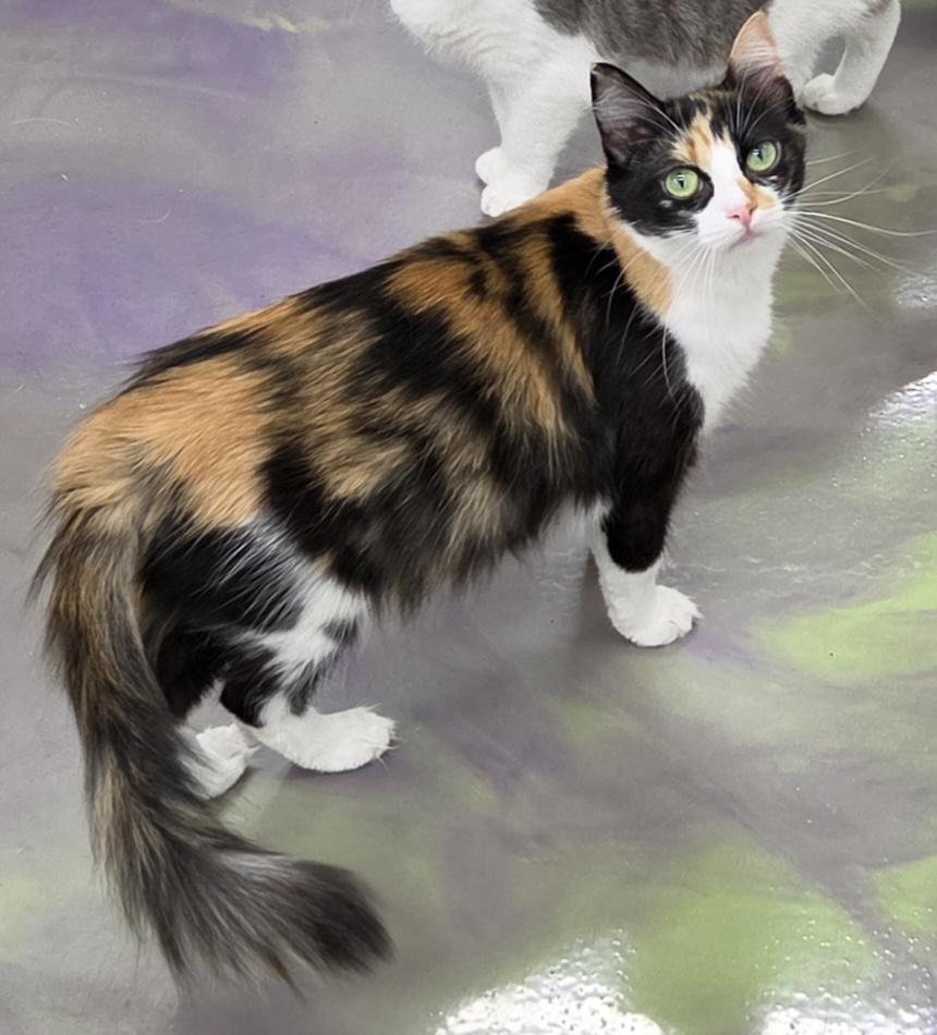 Enlarge Darcee, a ADOPTABLE Calico in Anna, IL image 2/4