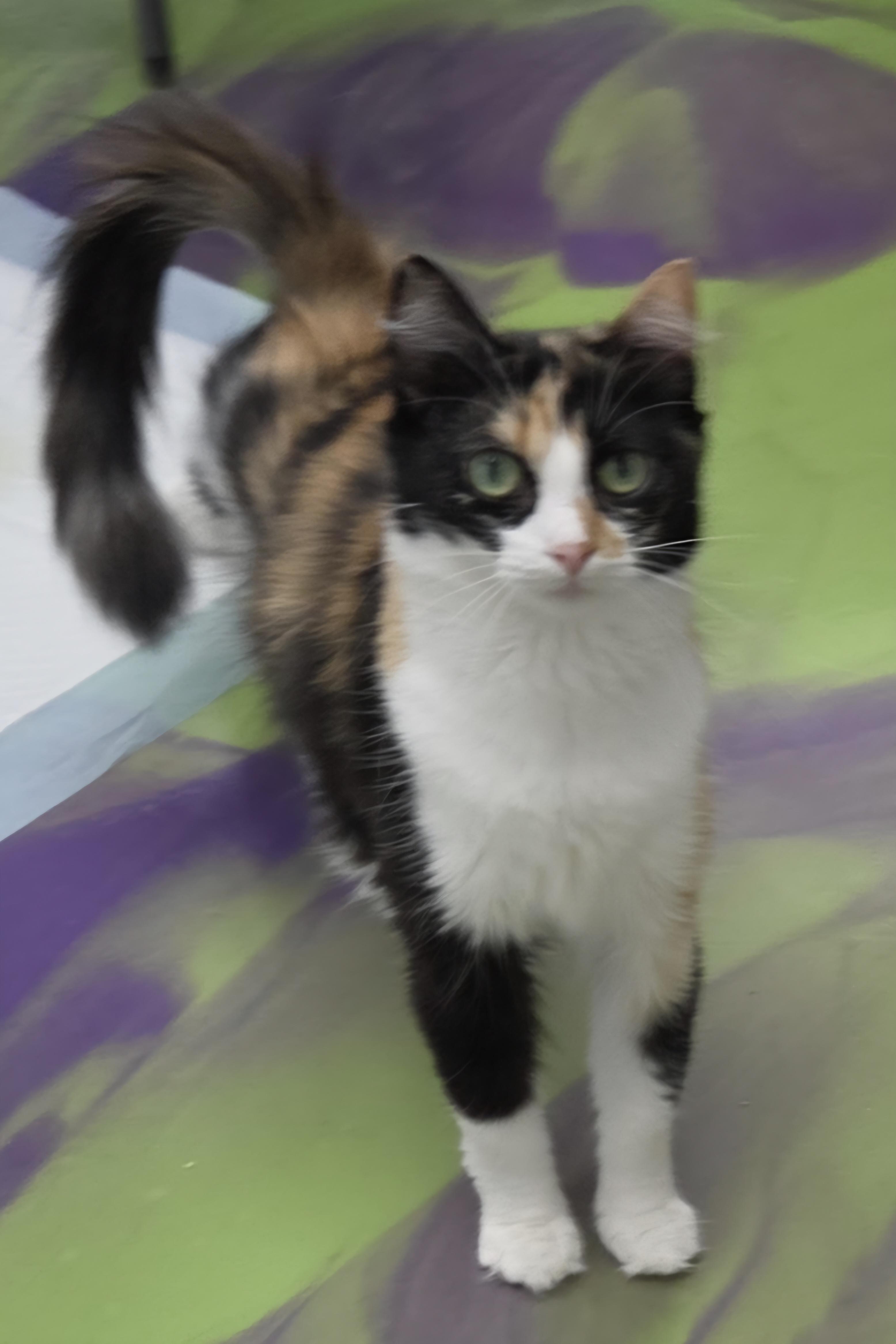 Enlarge Darcee, a ADOPTABLE Calico in Anna, IL image 1/4