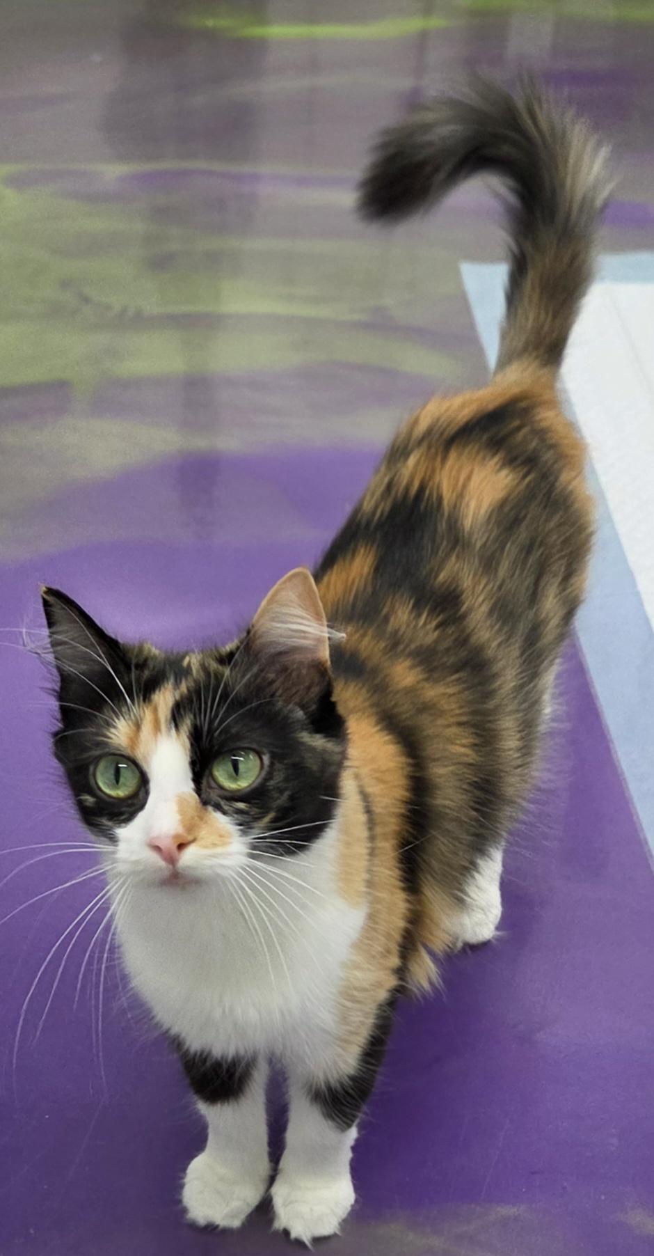 Enlarge Darcee, a ADOPTABLE Calico in Anna, IL image 3/4