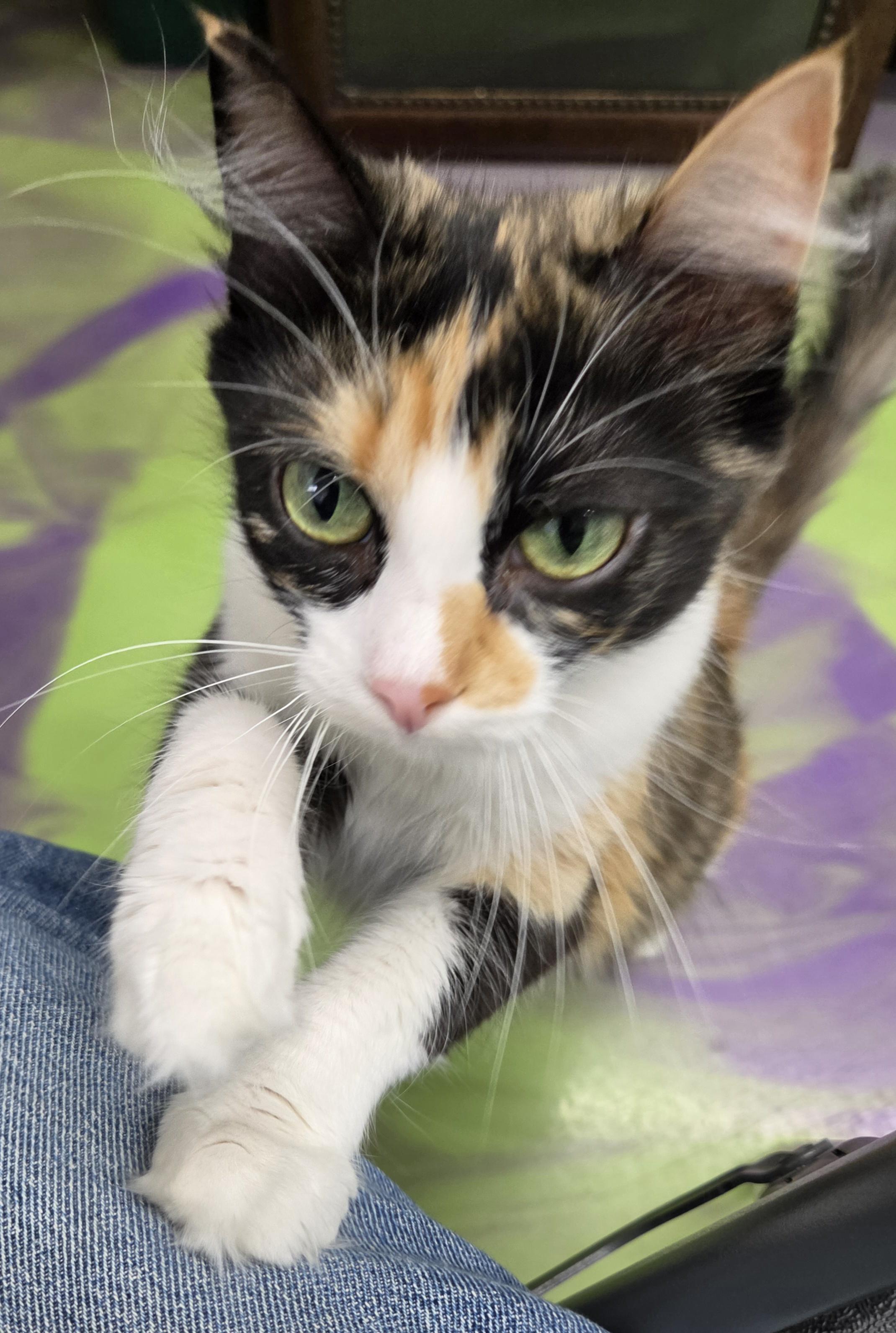 Enlarge Darcee, a ADOPTABLE Calico in Anna, IL image 4/4