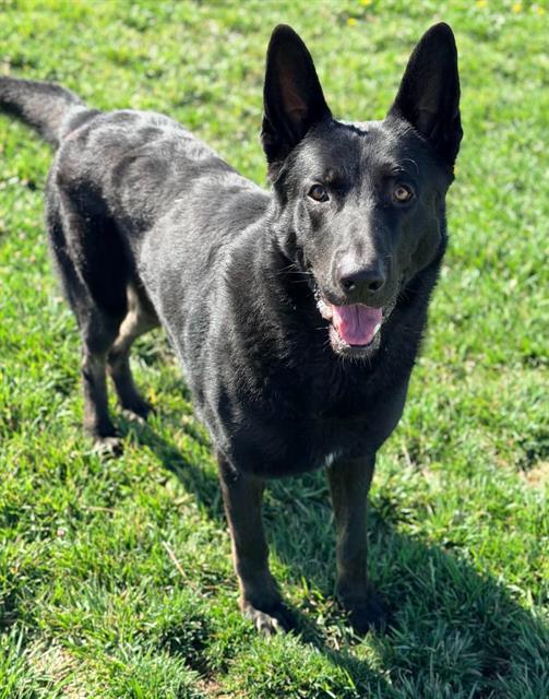 SAINT, Adoptable, Adult Male German Shepherd Dog.