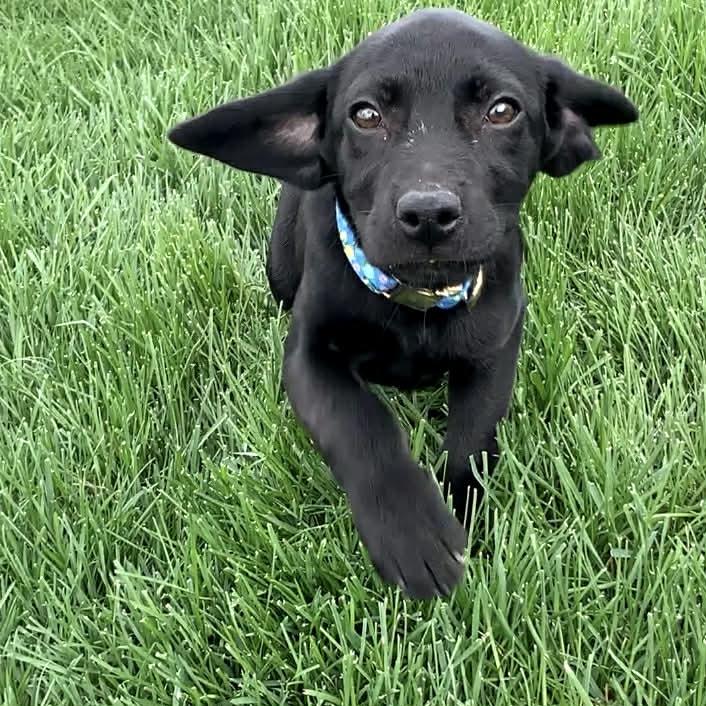 Enlarge CIRRUS, a ADOPTABLE mixed breed in Evansville, WI image 2/4