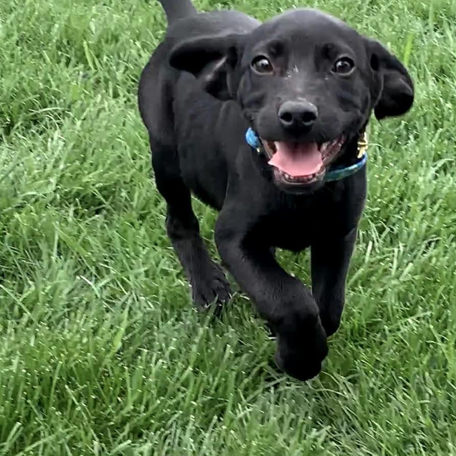 Enlarge CIRRUS, a ADOPTABLE mixed breed in Evansville, WI image 3/4