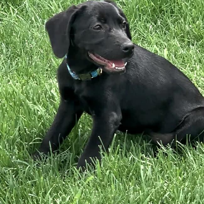 CIRRUS, ADOPTABLE, Puppy Female Labrador Retriever.